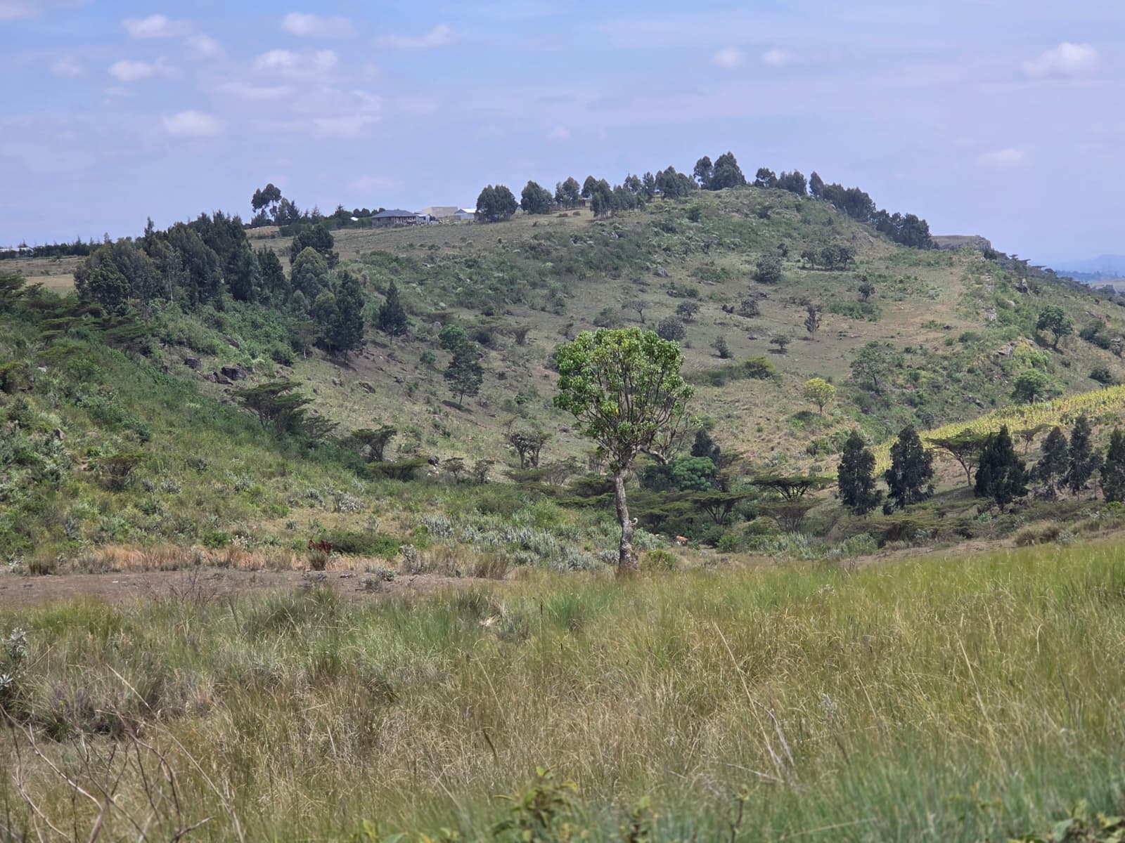 40.5 Acres — Kandutura, Ol Kalou — photo 6