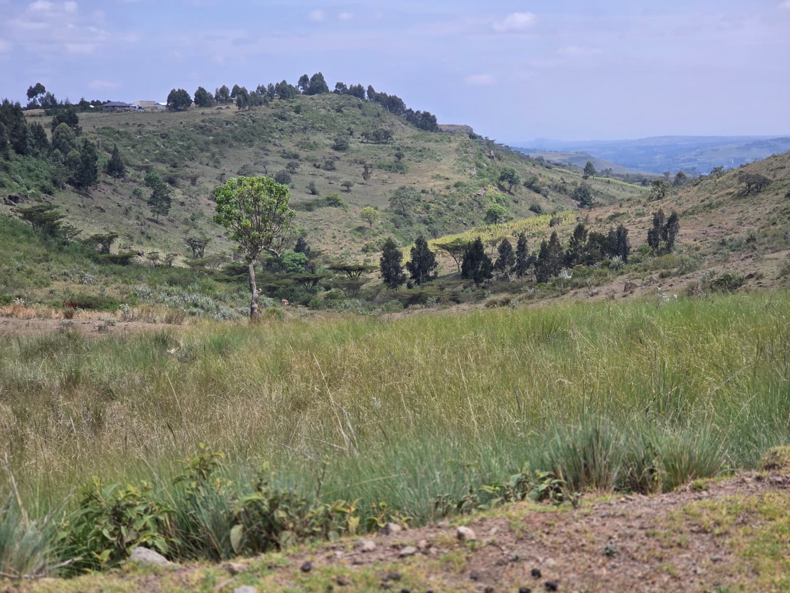 40.5 Acres — Kandutura, Ol Kalou — photo 5